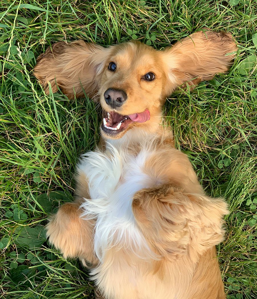 Best Collar for Long Haired Dogs