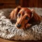 Best Dog Beds for Dachshunds