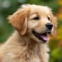 best treats for golden retriever puppies