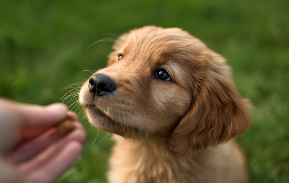 Best Treats for Golden Retriever Puppies