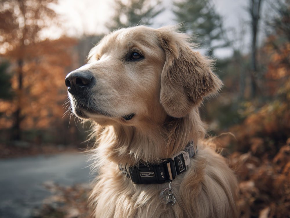 Best Collar for Golden Retriever 2025: Reviews + Buying Guide
